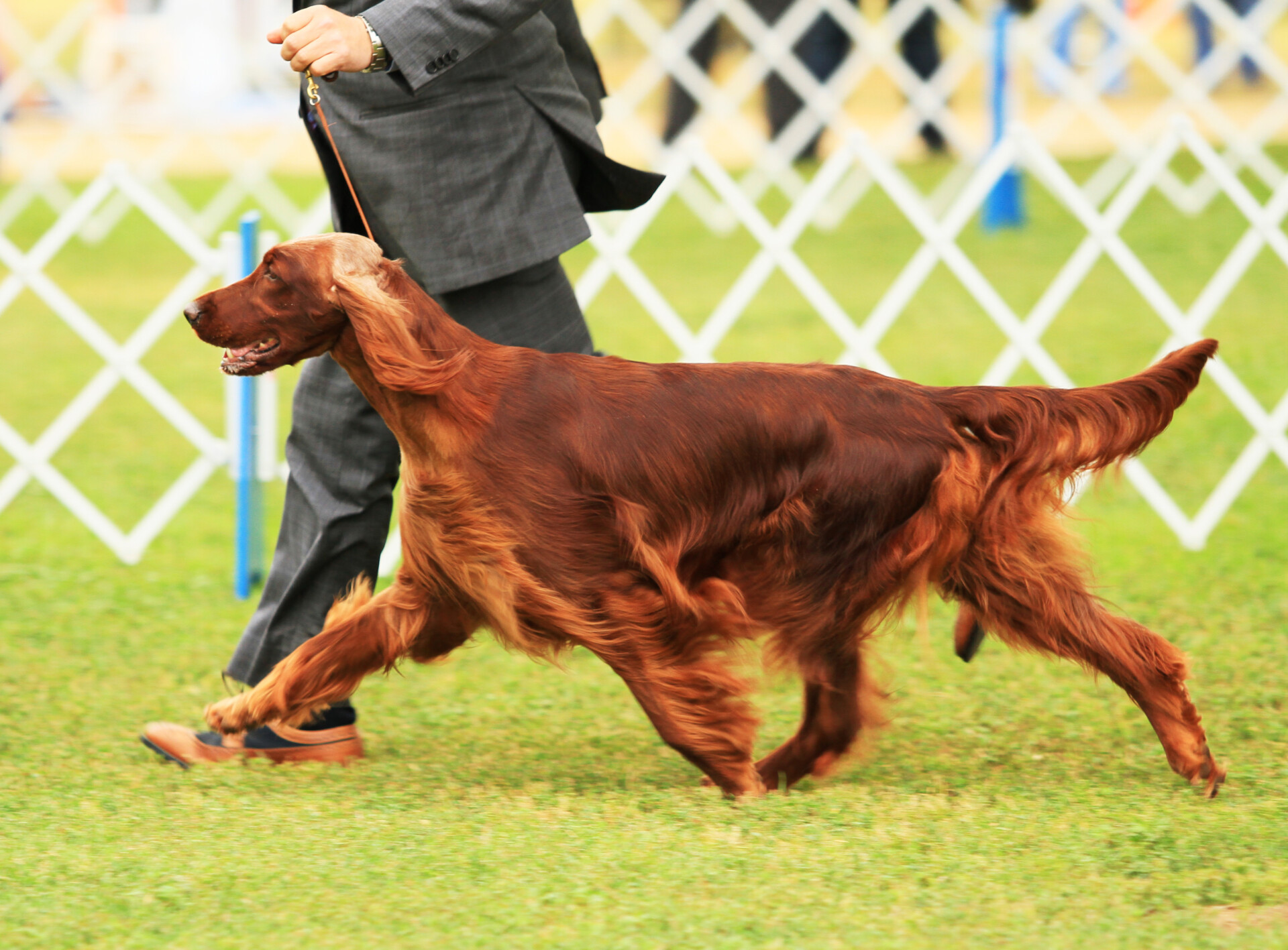 Irish,Setter,Showing,At,Akc,Dog,Show